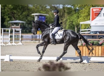 Hannover, Castrone, 5 Anni, 175 cm, Morello