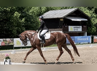 Hannover, Castrone, 5 Anni, 175 cm, Sauro scuro