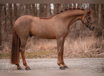 Hannover, Castrone, 5 Anni, 175 cm, Sauro scuro