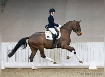 Hannover, Castrone, 5 Anni, 176 cm, Baio