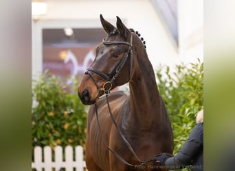 Hannover, Castrone, 5 Anni, 176 cm, Baio