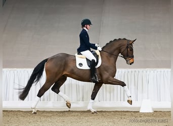 Hannover, Castrone, 5 Anni, 176 cm, Baio