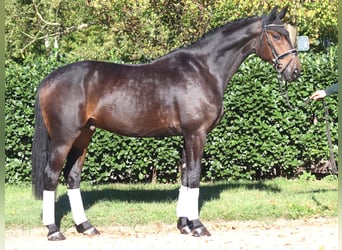 Hannover, Castrone, 5 Anni, 176 cm, Baio scuro