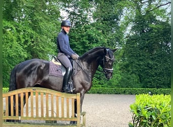 Hannover, Castrone, 5 Anni, 176 cm, Morello