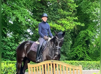 Hannover, Castrone, 5 Anni, 176 cm, Morello
