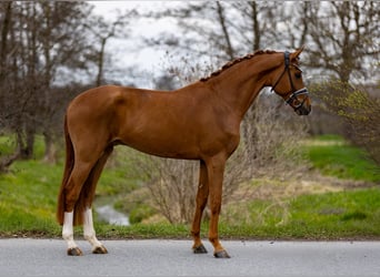 Hannover, Castrone, 5 Anni, 176 cm, Sauro