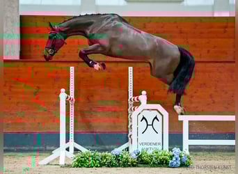 Hannover, Castrone, 5 Anni, 177 cm, Baio