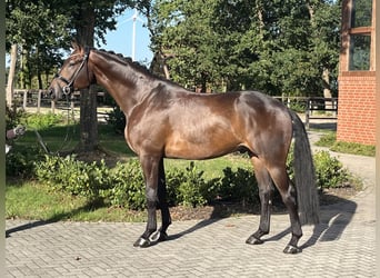 Hannover, Castrone, 5 Anni, 177 cm, Baio scuro