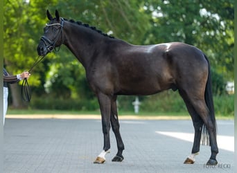 Hannover, Castrone, 5 Anni, 177 cm, Morello