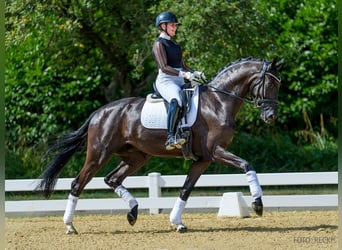 Hannover, Castrone, 5 Anni, 177 cm, Morello