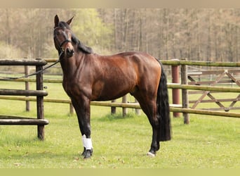 Hannover, Castrone, 5 Anni, 178 cm, Baio