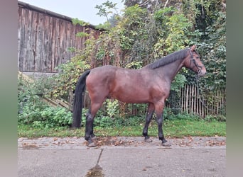 Hannover, Castrone, 5 Anni, 178 cm, Baio