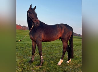 Hannover, Castrone, 5 Anni, 178 cm, Baio scuro