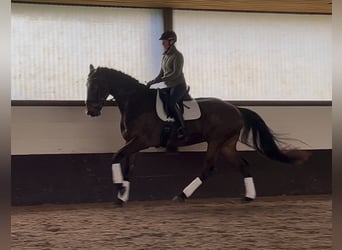 Hannover, Castrone, 5 Anni, 178 cm, Baio scuro