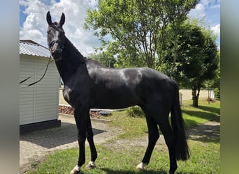 Hannover, Castrone, 5 Anni, 178 cm, Morello