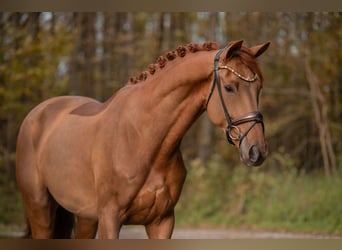 Hannover, Castrone, 5 Anni, 178 cm, Sauro