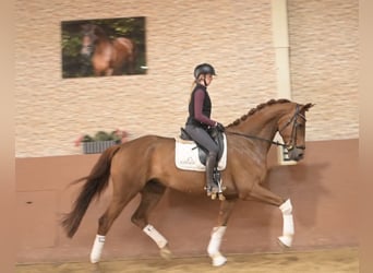 Hannover, Castrone, 5 Anni, 178 cm, Sauro