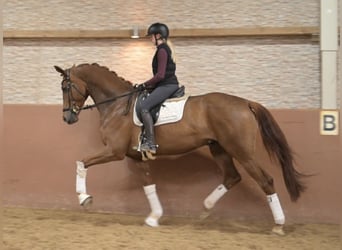 Hannover, Castrone, 5 Anni, 178 cm, Sauro