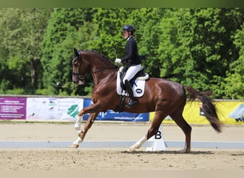 Hannover, Castrone, 5 Anni, 178 cm, Sauro scuro