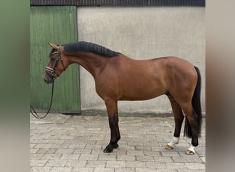 Hannover, Castrone, 5 Anni, 179 cm, Baio