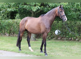 Hannover, Castrone, 5 Anni, 180 cm, Baio
