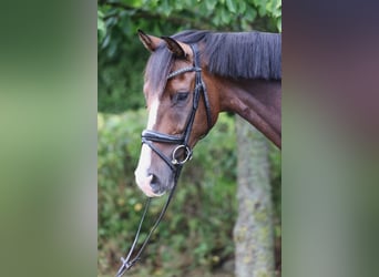 Hannover, Castrone, 5 Anni, 180 cm, Baio