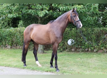Hannover, Castrone, 5 Anni, 180 cm, Baio