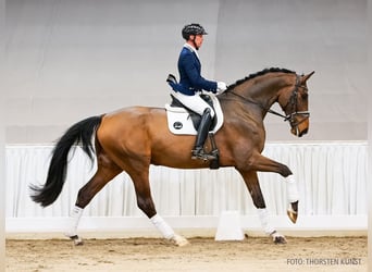 Hannover, Castrone, 5 Anni, 182 cm, Baio