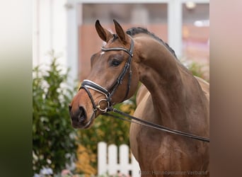Hannover, Castrone, 5 Anni, 182 cm, Baio