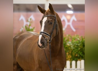 Hannover, Castrone, 5 Anni, 182 cm, Sauro scuro