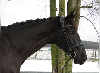 Hannover, Castrone, 5 Anni, 183 cm, Morello