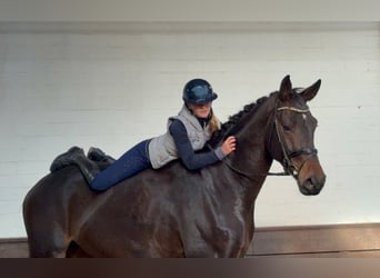 Hannover, Castrone, 5 Anni, 185 cm, Baio scuro