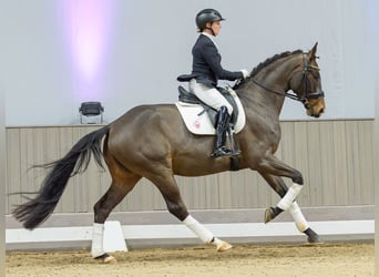 Hannover, Castrone, 5 Anni, Baio