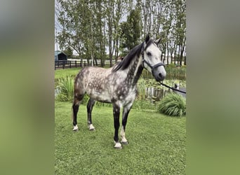 Hannover, Castrone, 6 Anni, 156 cm, Grigio pezzato