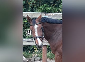 Hannover, Castrone, 6 Anni, 163 cm, Baio