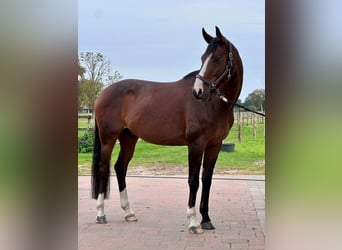 Hannover, Castrone, 6 Anni, 164 cm, Baio