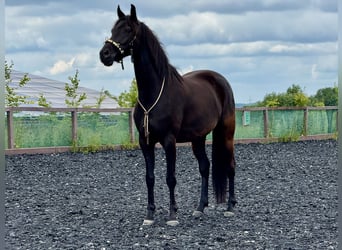 Hannover, Castrone, 6 Anni, 164 cm, Baio nero
