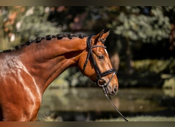 Hannover, Castrone, 6 Anni, 166 cm, Baio