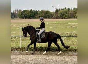 Hannover, Castrone, 6 Anni, 166 cm, Morello