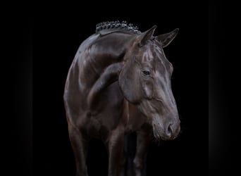 Hannover, Castrone, 6 Anni, 166 cm, Morello