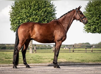 Hannover, Castrone, 6 Anni, 167 cm, Baio