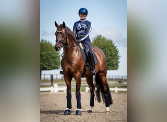 Hannover, Castrone, 6 Anni, 167 cm, Baio