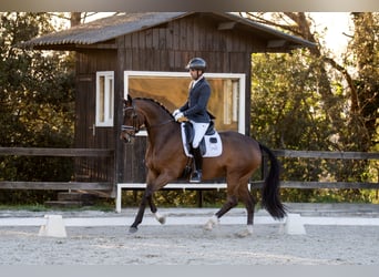 Hannover, Castrone, 6 Anni, 167 cm, Baio