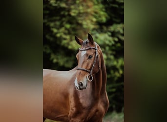 Hannover, Castrone, 6 Anni, 167 cm, Baio