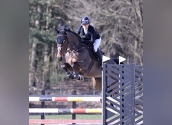 Hannover, Castrone, 6 Anni, 167 cm, Baio