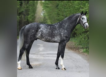 Hannover, Castrone, 6 Anni, 167 cm, Grigio pezzato