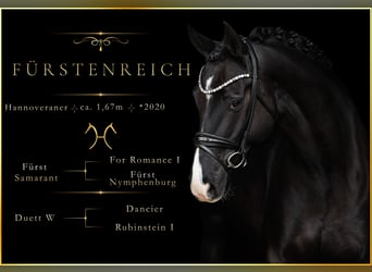 Hannover, Castrone, 6 Anni, 167 cm, Morello