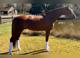 Hannover, Castrone, 6 Anni, 167 cm, Sauro