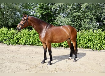 Hannover, Castrone, 6 Anni, 168 cm, Baio