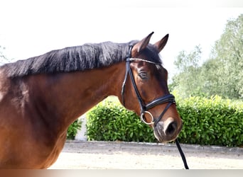 Hannover, Castrone, 6 Anni, 168 cm, Baio